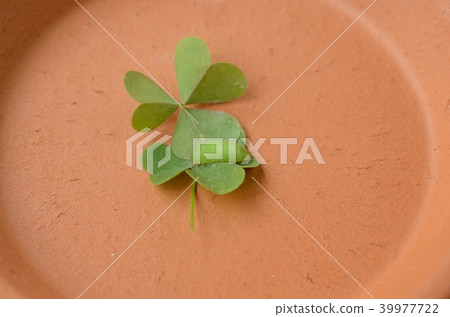 Yamato Shijimi's forehead (I became a forehead) Yamato Shijimi's forehead (I became a forehead) 39977722