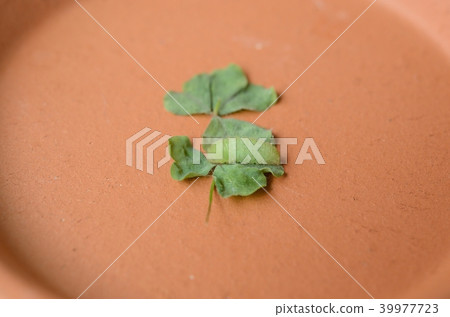 Yamato Shijimi's forehead (just before hatching) Yamato Shijimi's forehead (just before hatching) 39977723