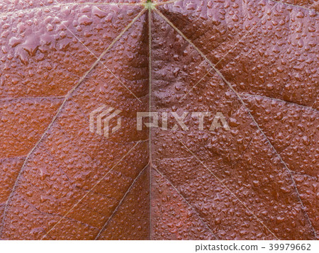 Floral of Red Bo Leaf 39979662