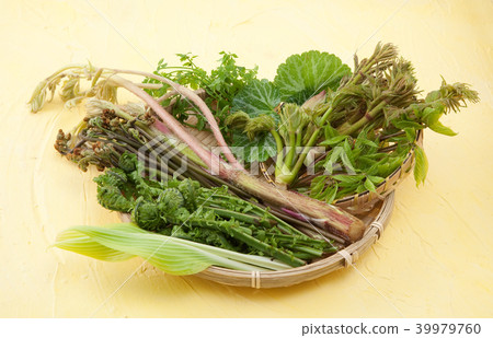 野生植物 野生植物 39979760