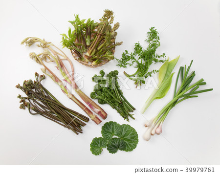 野生植物 39979761