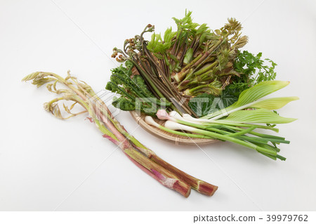 野生植物 39979762