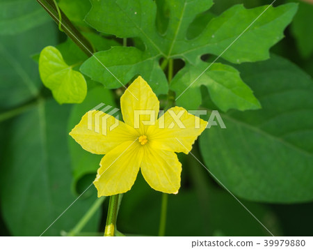 Yellow Unwanted Flora Flower 39979880