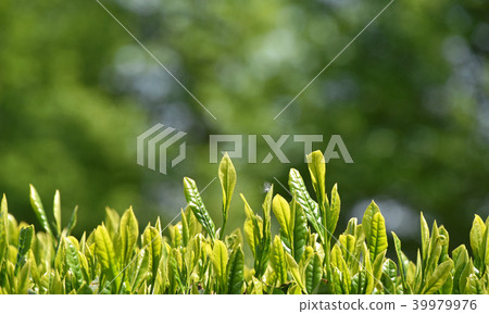 Tea plantation 39979976