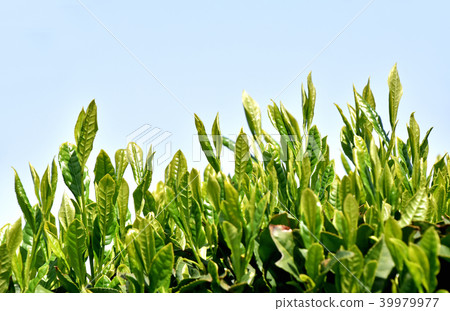 Tea plantation 39979977