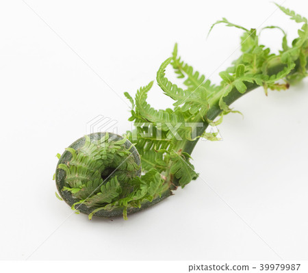 Kogomi Kogomi 39979987