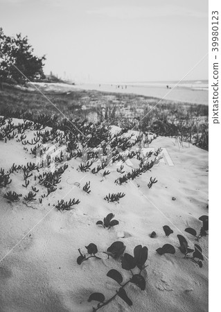Burleigh Heads beach during the day. Burleigh Heads beach during the day. 39980123
