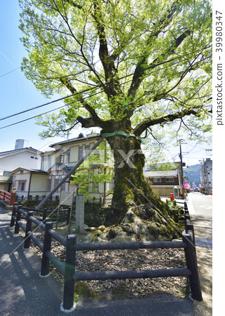 Konohashi Bridge Natural Monuments (Kashihara, Tamba City, Hyogo Prefecture) 39980347