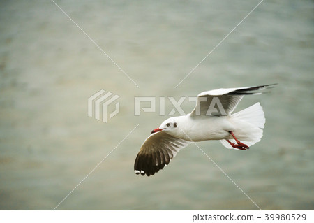 White seagull flying over blurry background. 39980529