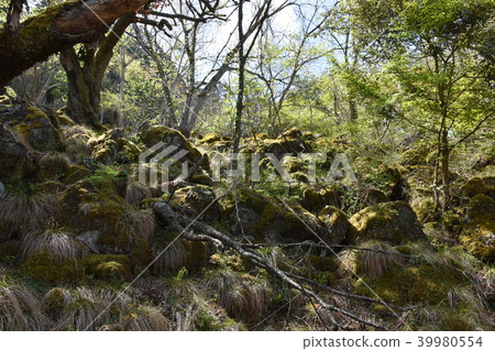 Ritsuunkyo散步森林 39980554