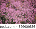 Himalayan Cherry blossom blooming forest 39980686