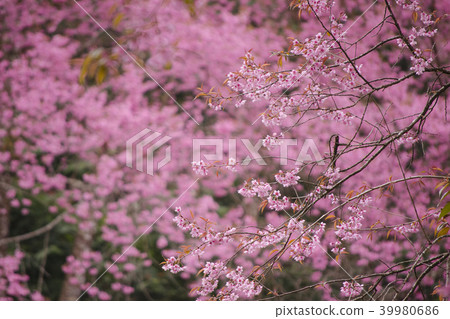 Himalayan Cherry blossom blooming forest Himalayan Cherry blossom blooming forest 39980686