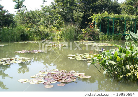 Garden of Monet (Hamanako Garden Park): Water lily & Pontederia Garden of Monet (Hamanako Garden Park): Water lily & Pontederia 39980694