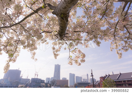 [Kanagawa Prefecture] Sakura Minato Mira cityscape 39980882