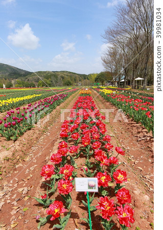 Tulip Tulip 39981034