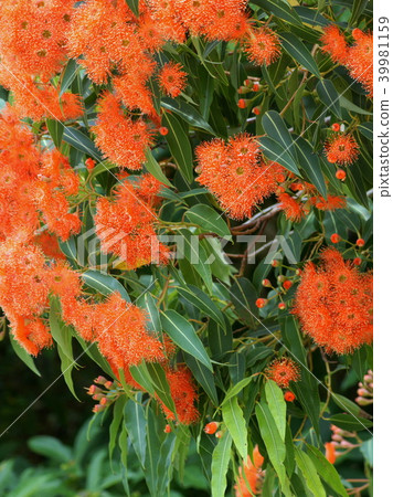 Eucalyptus flower (Eucalyptus flower cam orange) 39981159
