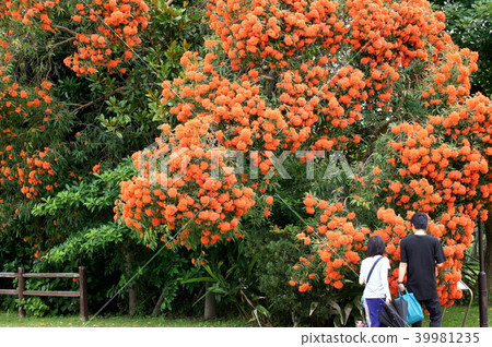 Eucalyptus flower (Eucalyptus flower cam orange) 39981235