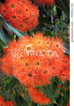 Eucalyptus flower (Eucalyptus flower cam orange) Eucalyptus flower (Eucalyptus flower cam orange) 39981236