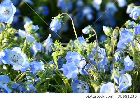 Nemophila Nemophila 39981239