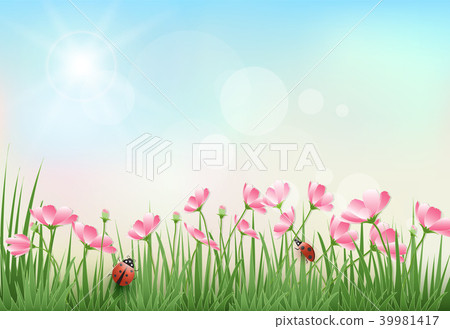 Cosmos flowers and blue sky spring season Cosmos flowers and blue sky spring season 39981417