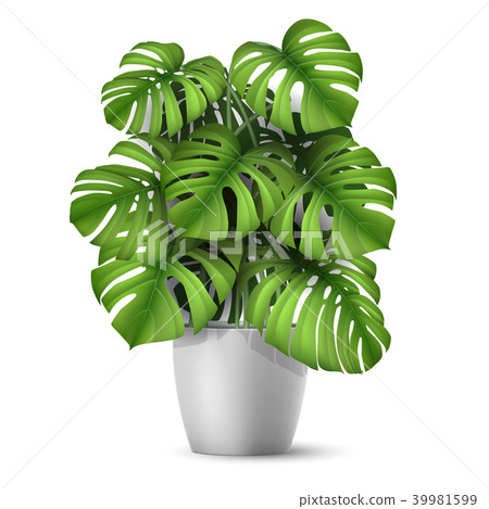 Realistic vector Monstera in a pot.-插圖素材 [39981599] - PIXTA圖庫