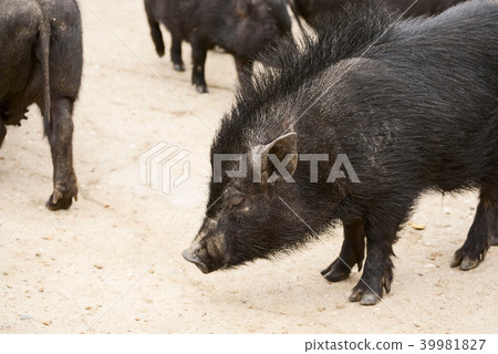 Vietnamese pigs 39981827