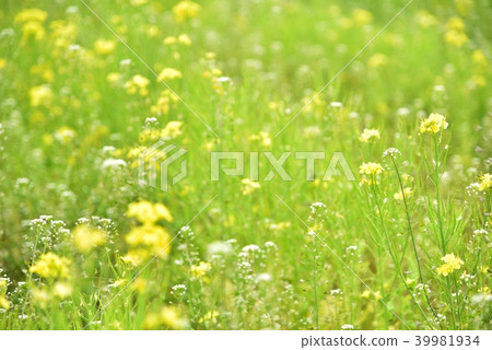 Background material spring image Background material spring image 39981934