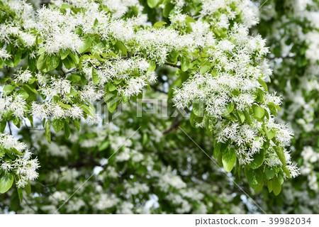 Hutsubutago (Nanja Monja) 39982034