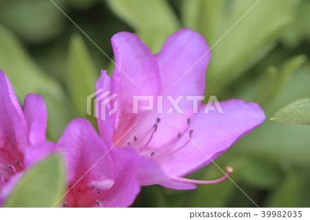 Azalea's flower 39982035