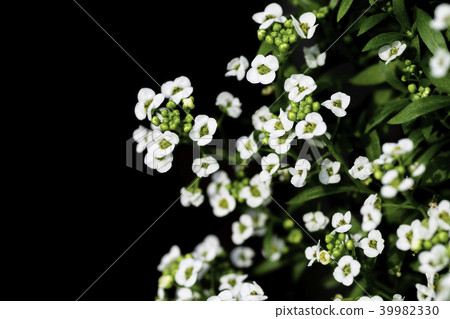 甜alicantum 甜alicantum 39982330