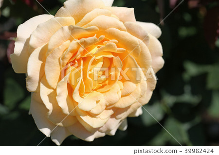 A pale rose is a beautiful rose 39982424