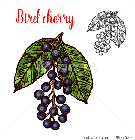Bird cherry vector sketch fruit berry icon 39982580