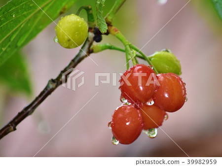 Rain cherries 39982959