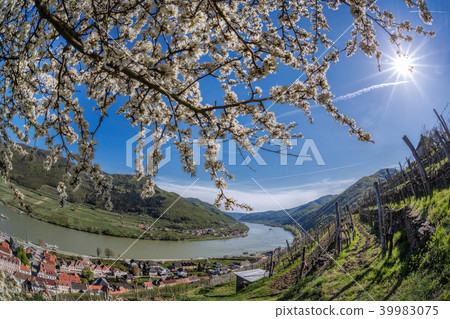 Wachau valley with Spitz village in Austria 39983075