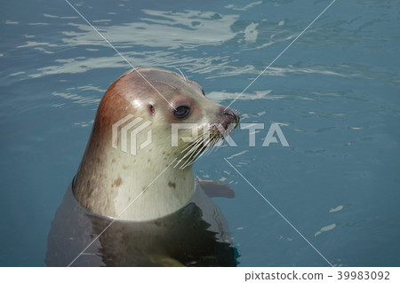 戈馬海豹 39983092