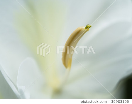 Pollen of White Ginger Blooming Pollen of White Ginger Blooming 39983106