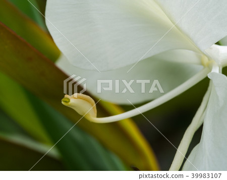 Pollen of White Ginger Blooming Pollen of White Ginger Blooming 39983107