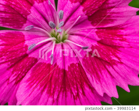 Pollen of Pink Dianthus Flower 39983114