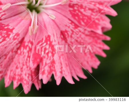 Pollen of Pink Striped Red Dianthus Flower 39983116