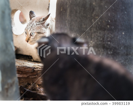 Gray Cat Chasing 39983119