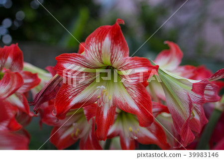 Amami Oshima Amaryllis Amami Oshima Amaryllis 39983146