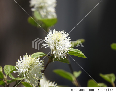 Shirobanamansaku（Fosagilla市長）花 39983152