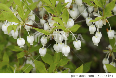 Doudenttsuji White Flower 01 Doudenttsuji White Flower 01 39983164