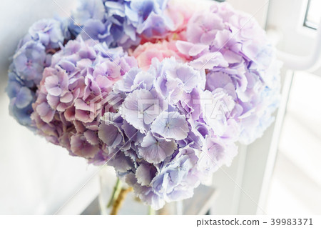 beautiful hydrangea flowers in a vase on a table beautiful hydrangea flowers in a vase on a table 39983371