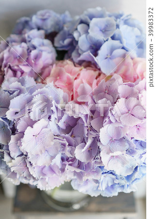 beautiful hydrangea flowers in a vase on a table beautiful hydrangea flowers in a vase on a table 39983372