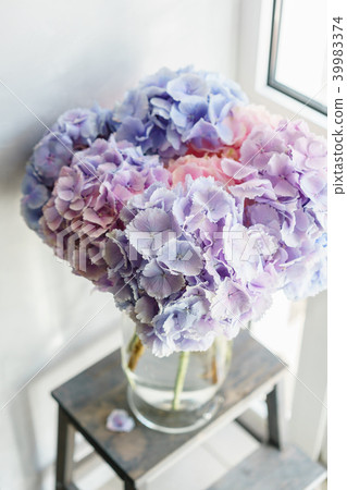 beautiful hydrangea flowers in a vase on a table beautiful hydrangea flowers in a vase on a table 39983374