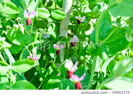 Pea flowers Pea flowers 39983375