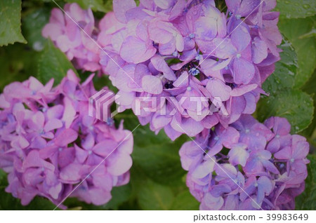 Hydrangea Hydrangea 39983649