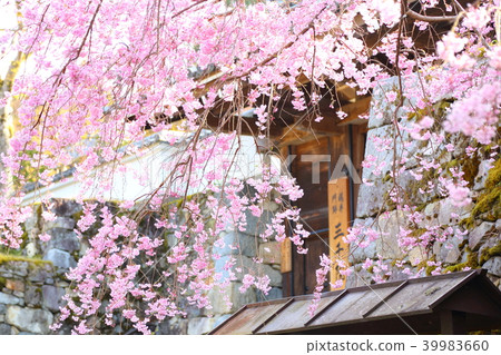 Cherry tree in front of Sansenin Mon 39983660