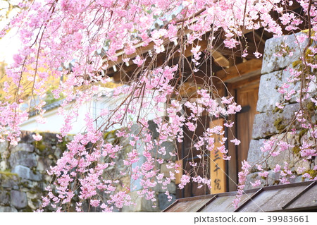 Cherry tree in front of Sansenin Mon 39983661